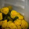 enas_692