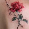 josy84274