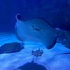 stingray_bae