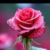 shoaib.jamali2345