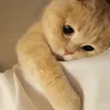 tinhcau99