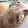 beavben3