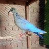 liaqat.baloch345