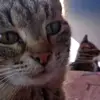 katara_marg