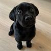goodboyhank