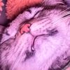 ottersndgod4life