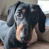 Buddy the pup