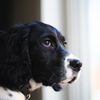 ellathespringer