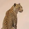 wardonita