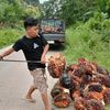 anak_petani_jambi