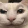 sir_willcok