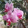 anjeli_rahul2