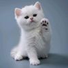 princessenzy8