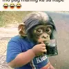 monggoy8