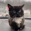 smuzi_466