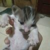 farel.mus