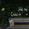 amira.ali7010