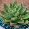 eduplantae