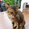 kucing.kuraa34