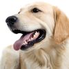 digey.doggo