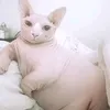 ne_eto_podpison