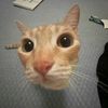 skerrt0.1