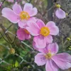 janaberlinbee