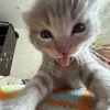 itz_neniks