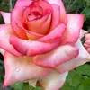 user307120105072711