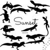 sunsetgecko