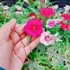 Hasna Begum