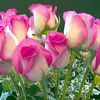 user2811518257314