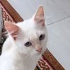 chila.ci