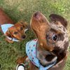 honey.maple.dachshunds