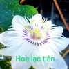 hoa.lac.tien