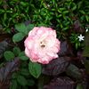 azizah_19544