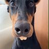 digdogm