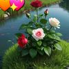 .loye79