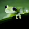 amaleihhl