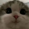 primzyxo