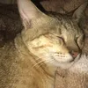 xyrtxa