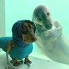seal_lo0