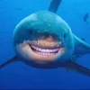 sharks_are_cute6
