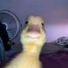 alfredo_saci300