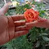 tulipnahid6