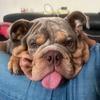 juno_british_bulldog