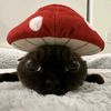 twoy__adjossi