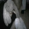 dot_tvoaradoct_