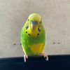 chiko_parrots7205