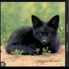 black_forest_fox24